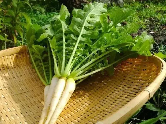 吃什么食物能补钙