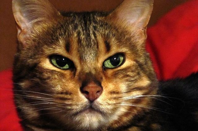 如何判断猫咪缺钙猫咪该如何补钙呢快来看这篇文章！