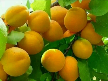 怀孕  补钙