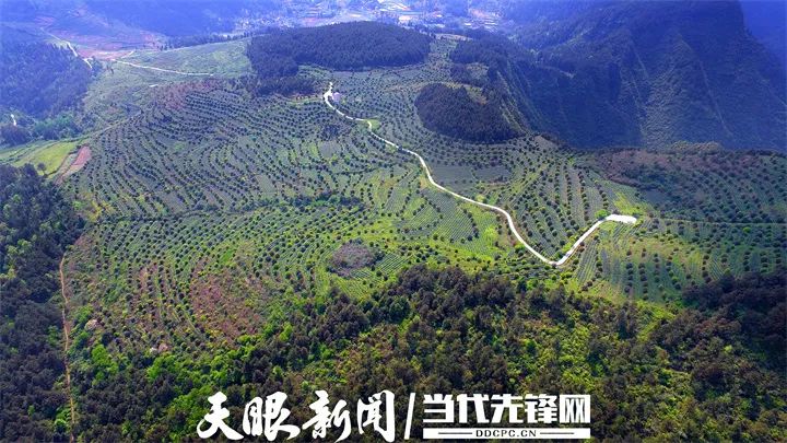 凤冈硒锌茶产品种类