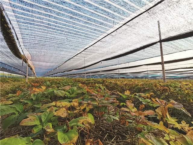 药店有卖硒产品的吗