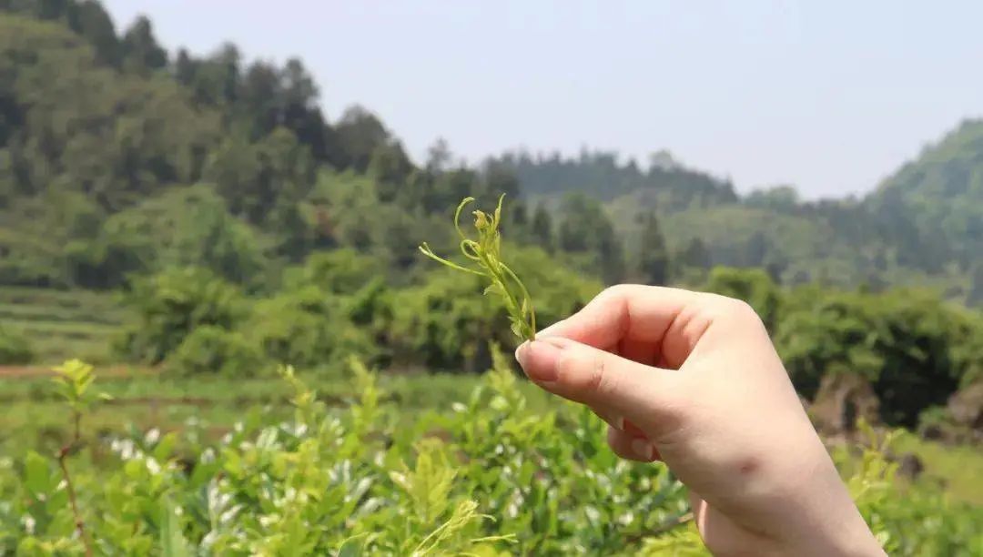 第六代硒产品是什么
