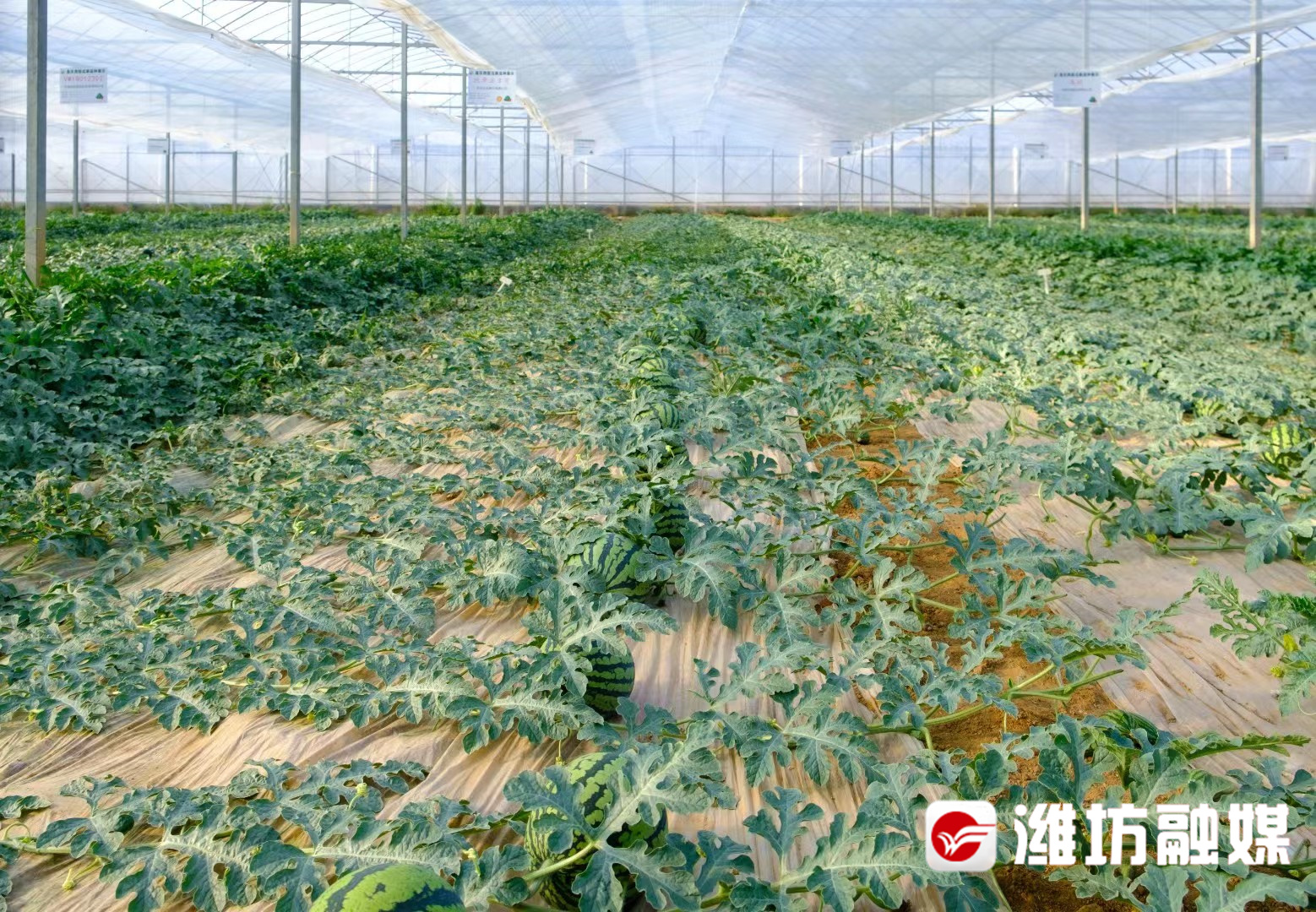 硒的产品哪种好一点