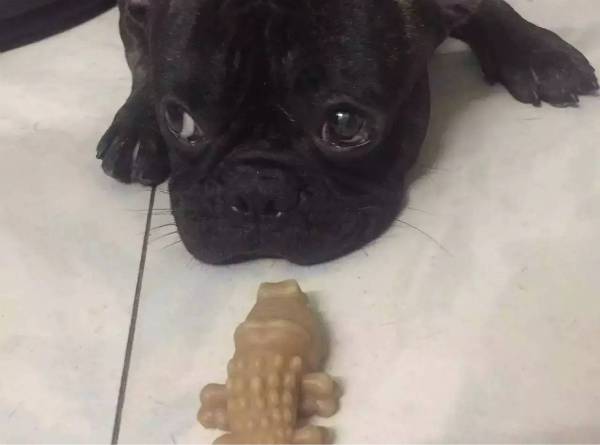 小狗怎么补钙