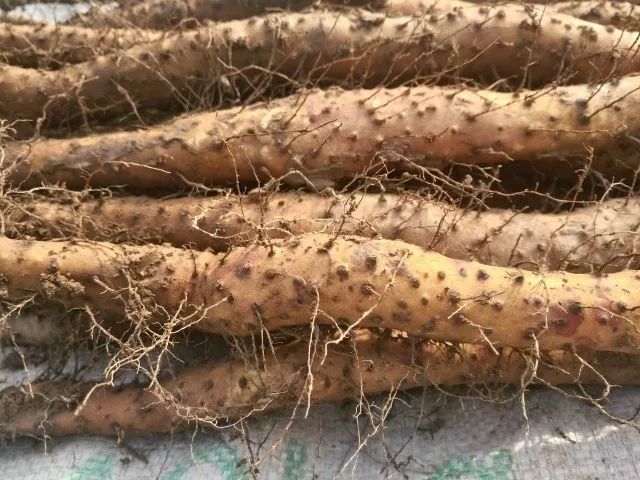 哺乳期缺锌吃锌硒宝