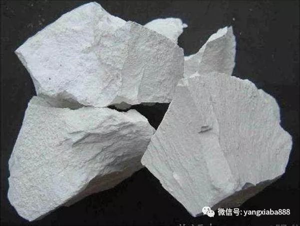 虾可以补钙吗