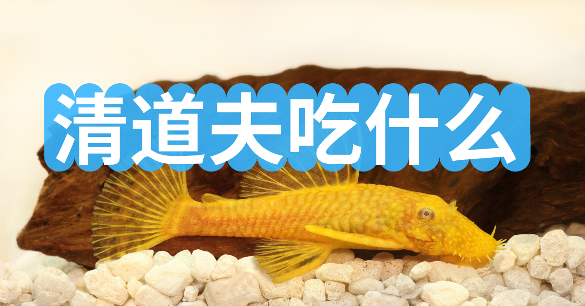 吃鱼补铁吗