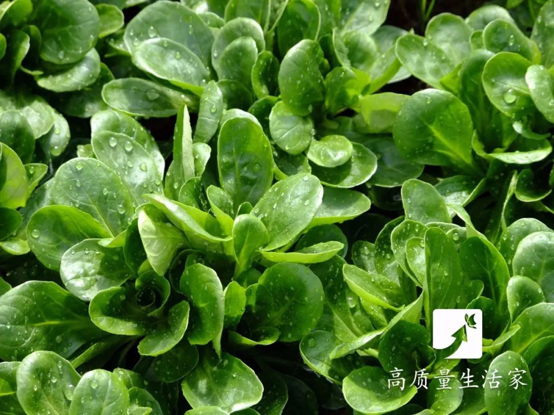 核桃奶补钙吗