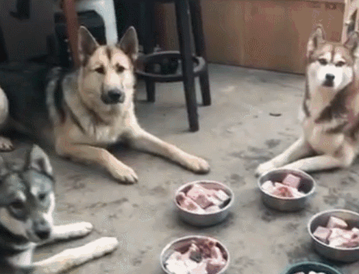 人吃的硒能给狗狗补吗