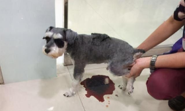 人吃的硒能给狗狗补吗