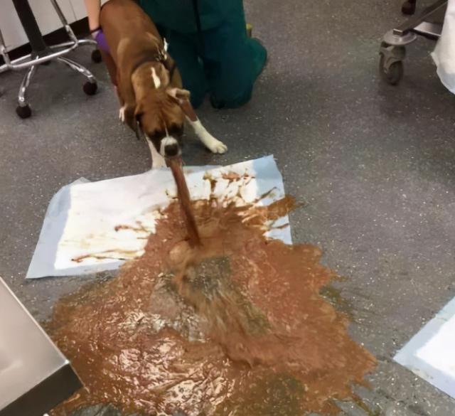 人吃的硒能给狗狗补吗