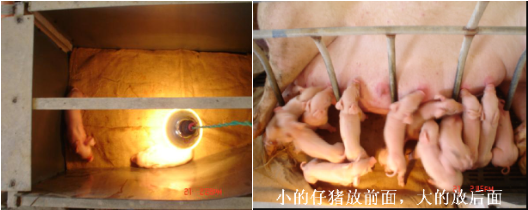 补硒药可以间隔着吃吗