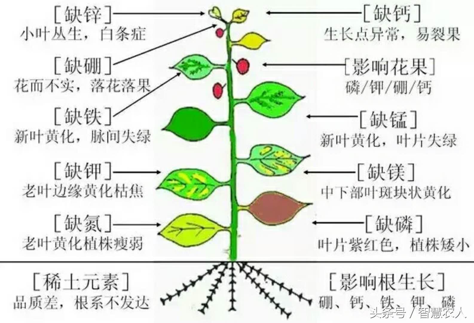 蓝莓补铁吗