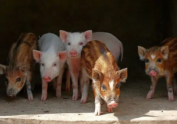 补硒可以让肌肉发达吗