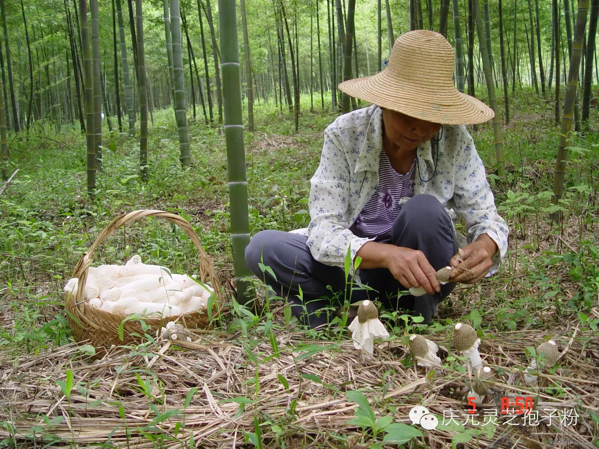 补植物硒对肝癌有用吗