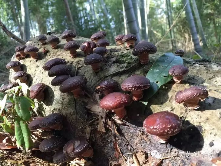 补植物硒对肝癌有用吗
