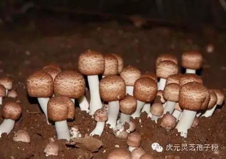 补植物硒对肝癌有用吗