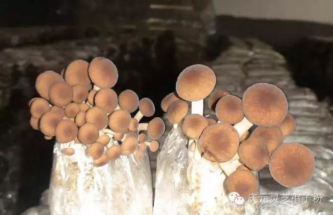 补植物硒对肝癌有用吗