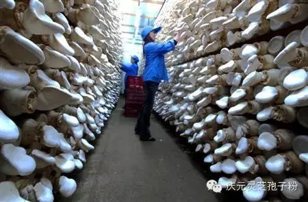 补植物硒对肝癌有用吗