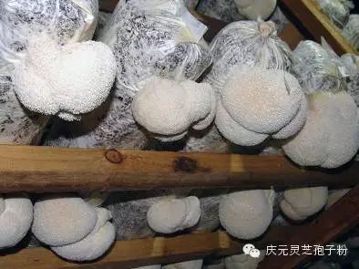 补植物硒对肝癌有用吗