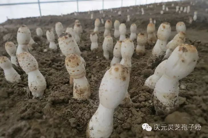 补植物硒对肝癌有用吗
