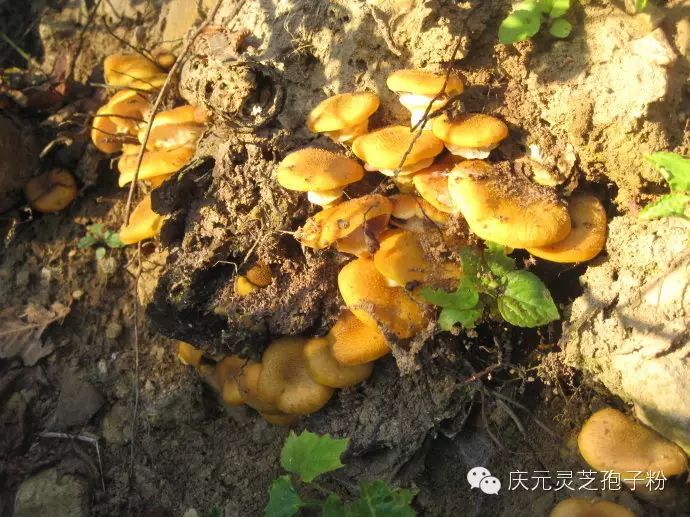 补植物硒对肝癌有用吗