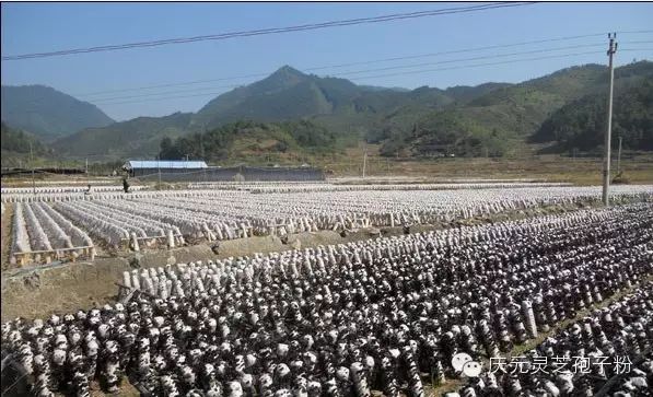 补植物硒对肝癌有用吗
