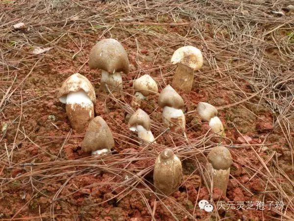 补植物硒对肝癌有用吗