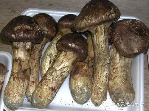 补植物硒对肝癌有用吗