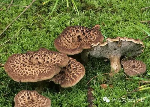 补植物硒对肝癌有用吗