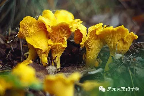 补植物硒对肝癌有用吗