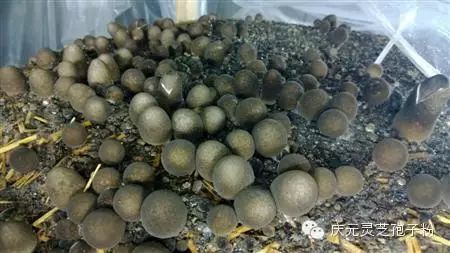 补植物硒对肝癌有用吗