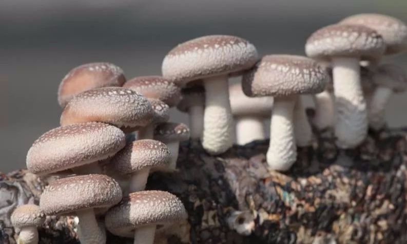 三种补硒的食物有哪些