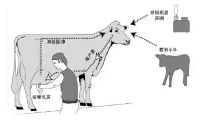 一头牛补多少亚硒酸钠