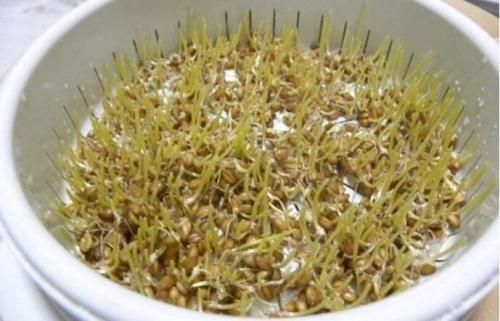 转氨酶升高，平常要避免吃这6种食物，常吃硒和五味子，降酶保肝