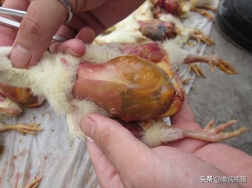 鸡补硒一支对多少斤水