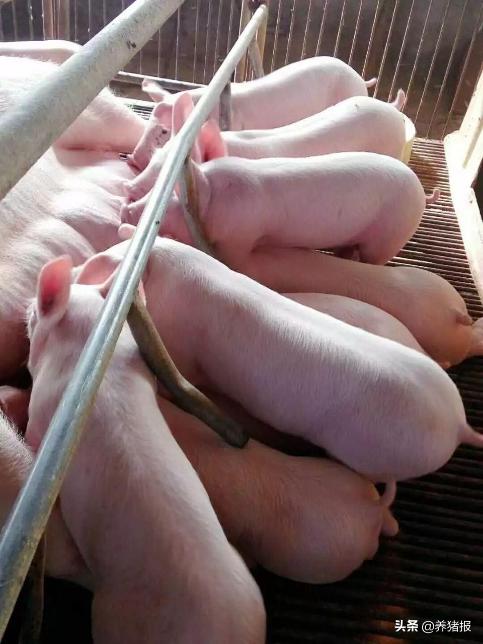 怎么补铁蛋白
