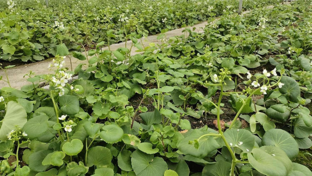 湖北生物公司富硒产品