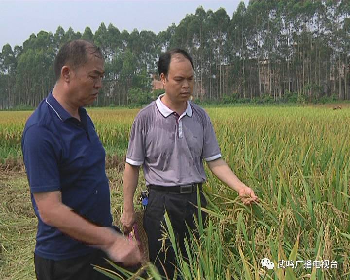 富硒农产品的种植技术