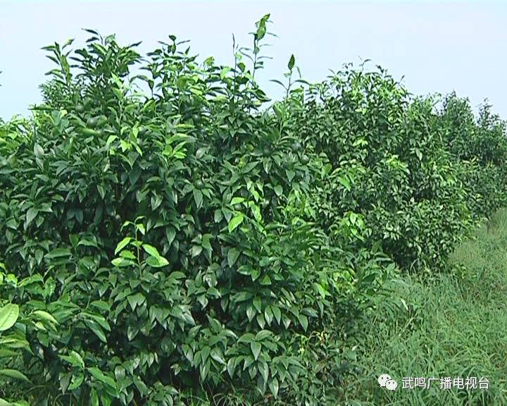 富硒农产品的种植技术