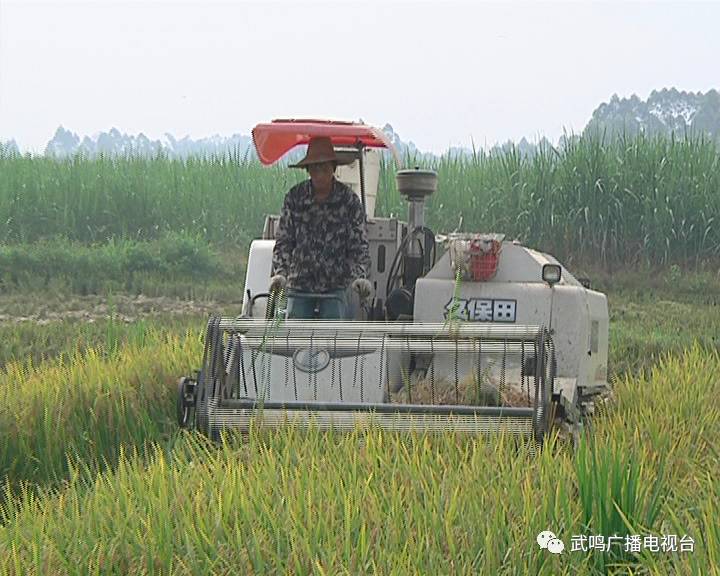 富硒农产品的种植技术