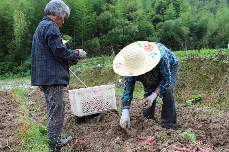 富硒地瓜什么产品好吃