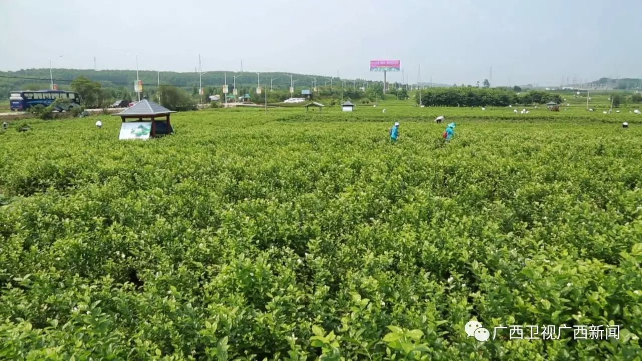 广西富硒产品生产企业