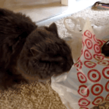 猫咪补充微量元素吃什么