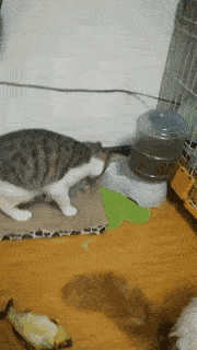 猫咪补充微量元素吃什么