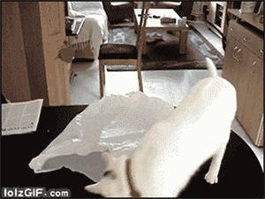 猫咪补充微量元素吃什么