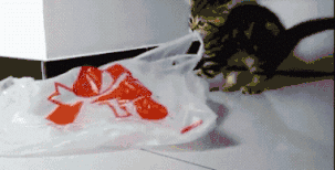猫咪补充微量元素吃什么
