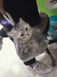猫咪补充微量元素吃什么