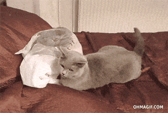 猫咪补充微量元素吃什么