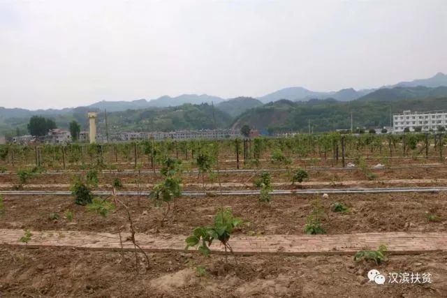 农民种植富硒产品热情